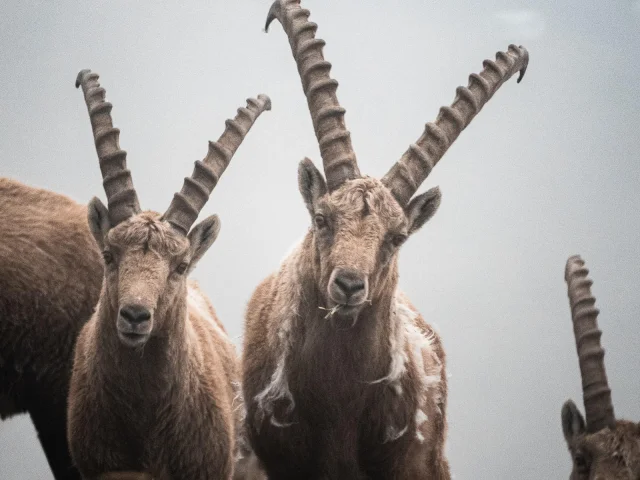 fauna-summer ibex