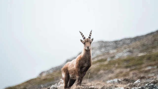 fauna-goat-summer