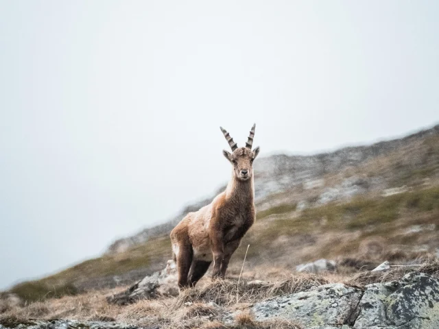 fauna-goat-summer