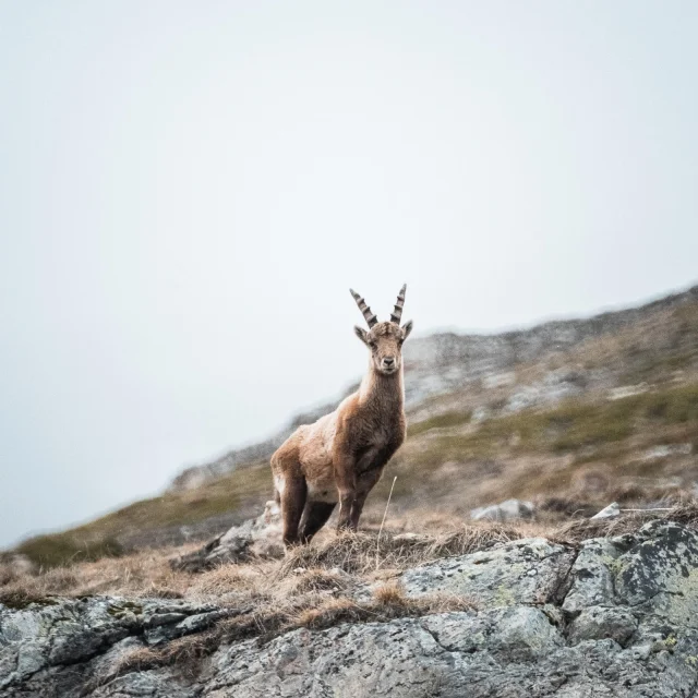 fauna-goat-summer