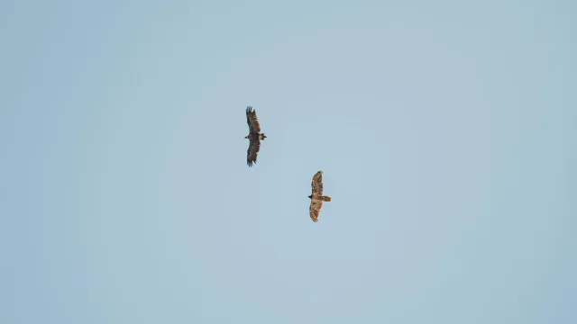 fauna-rapace