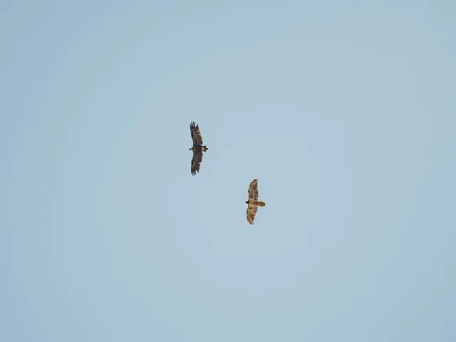fauna-rapace