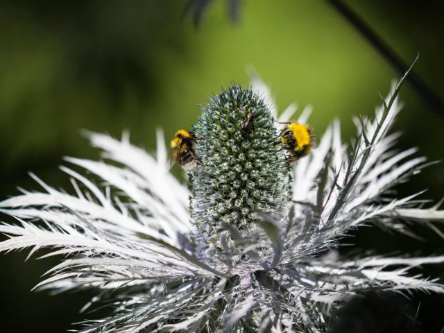 la-flore-1