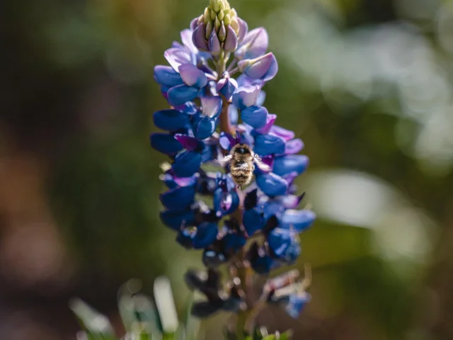 la-flore-3
