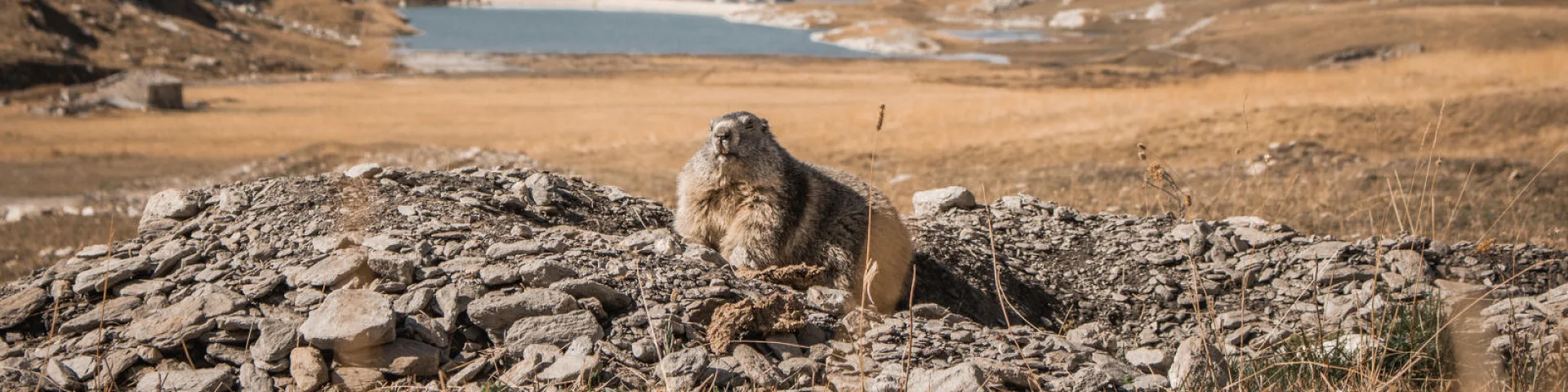 marmot-summer-landscape