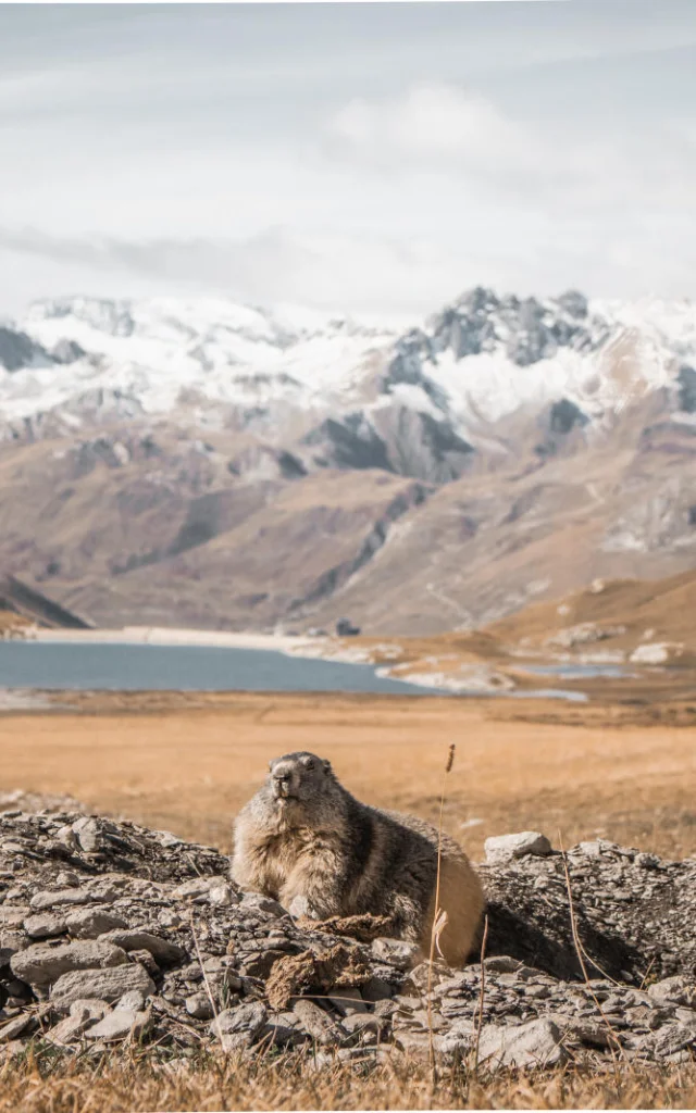 marmot-summer-landscape