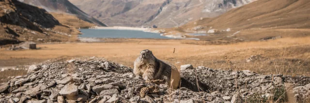 marmot-summer-landscape