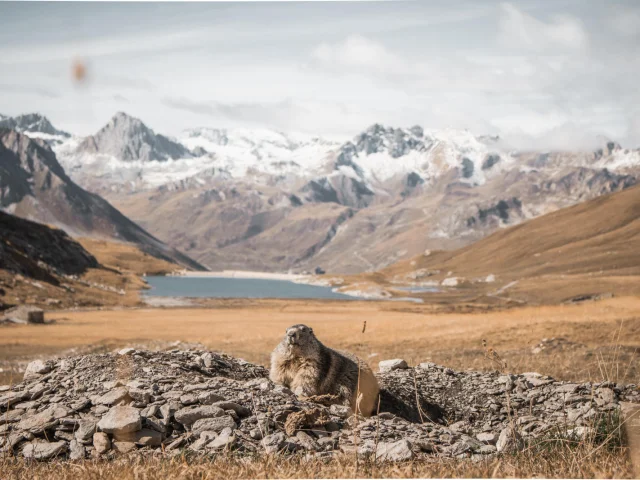 marmot-summer-landscape