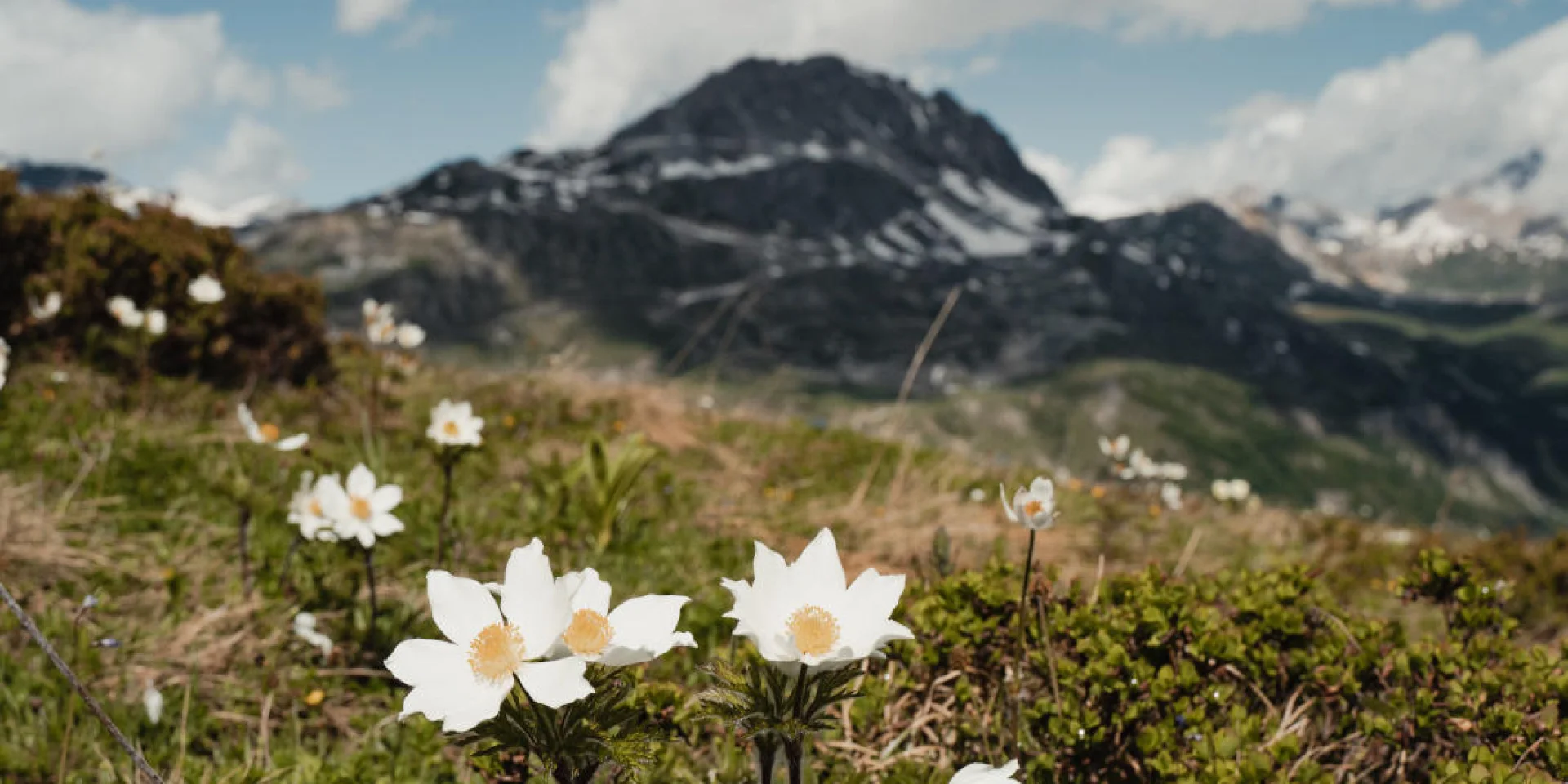 landscape-flora