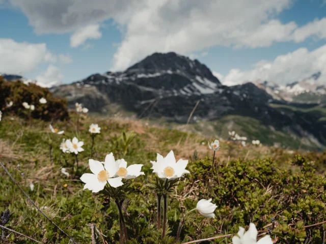 landscape-flora
