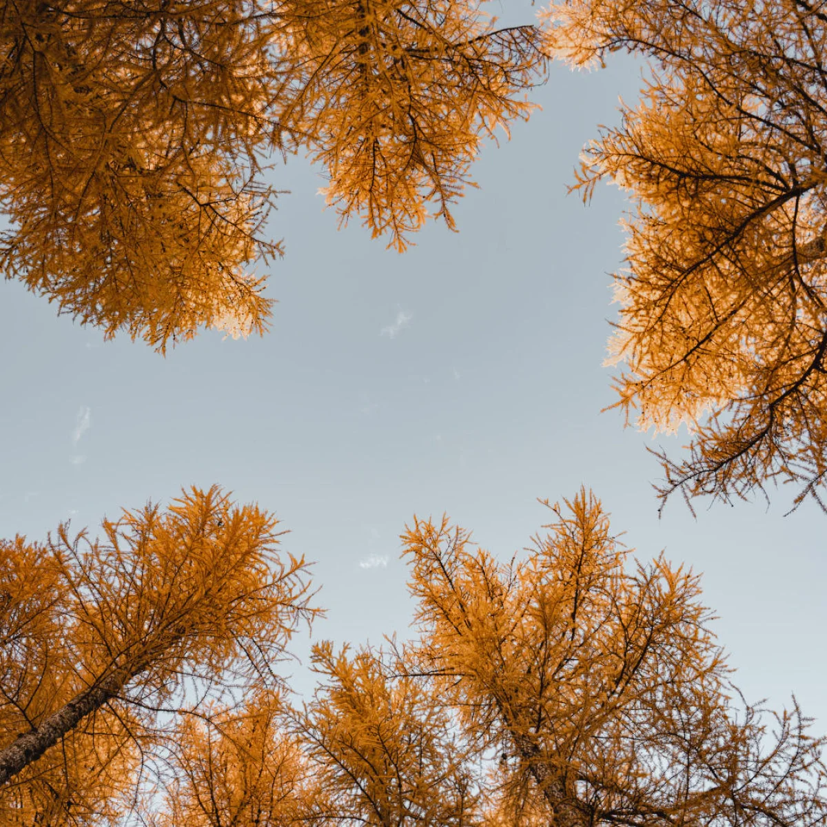 fir-autumn