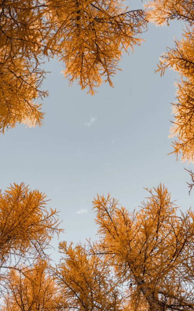 Sapins en automne