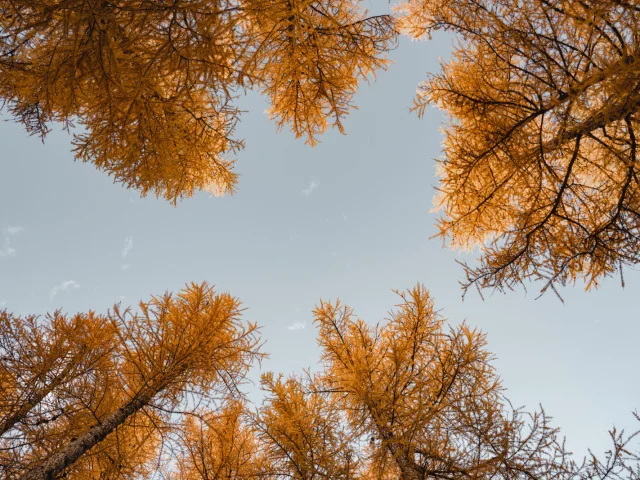 fir-autumn