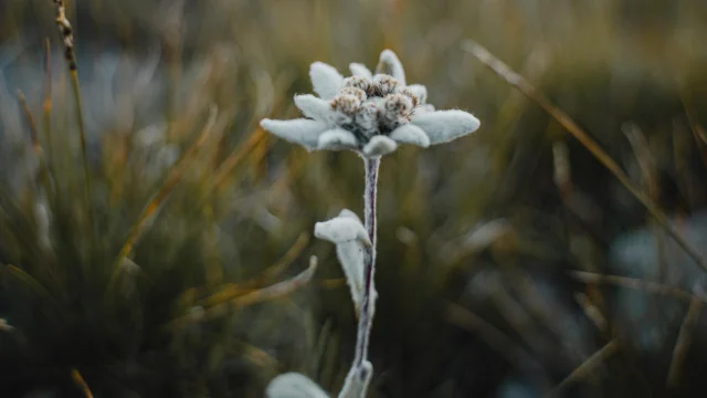 flora-mountain-summer