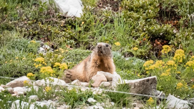 marmot-fornet