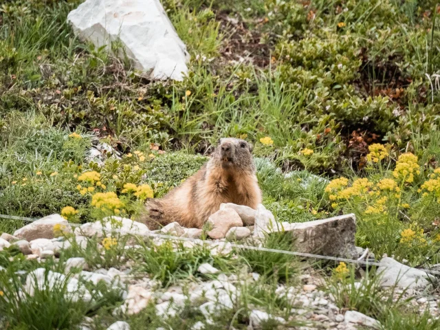 marmot-fornet