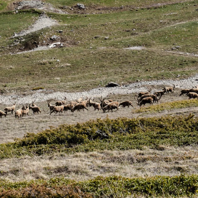 herd-of-bouquetins