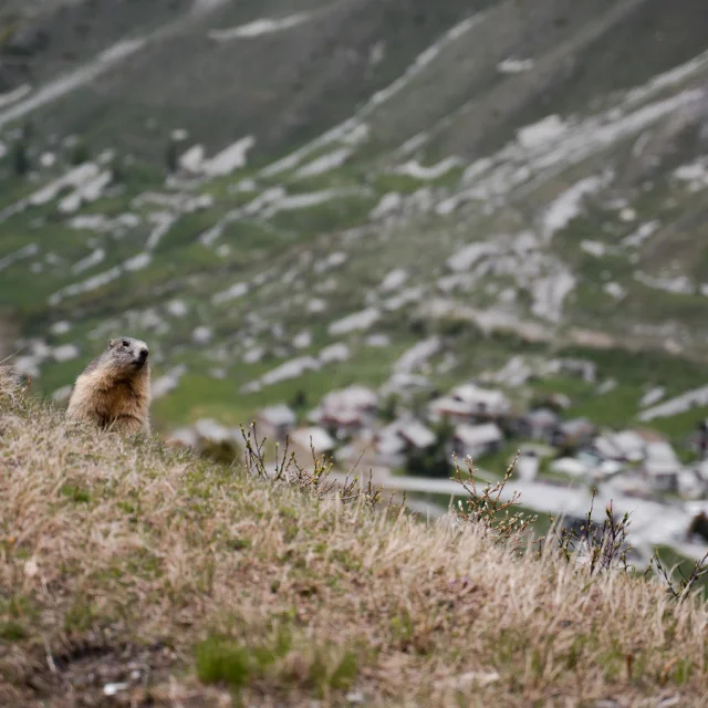 valdisere-00031170