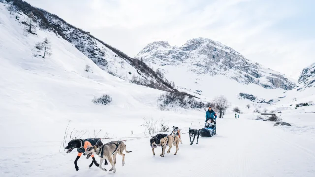 Chiens de traineau en pleine course