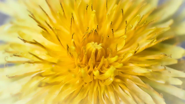 dandelion-7969281_1920
