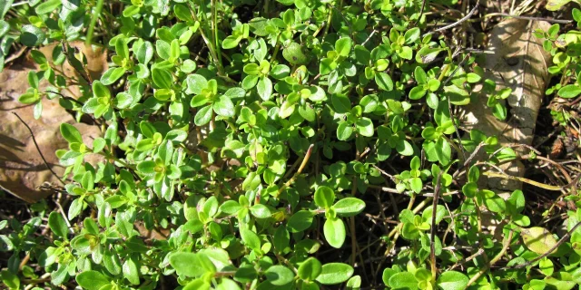 thymus-pulegioides-839503_1920