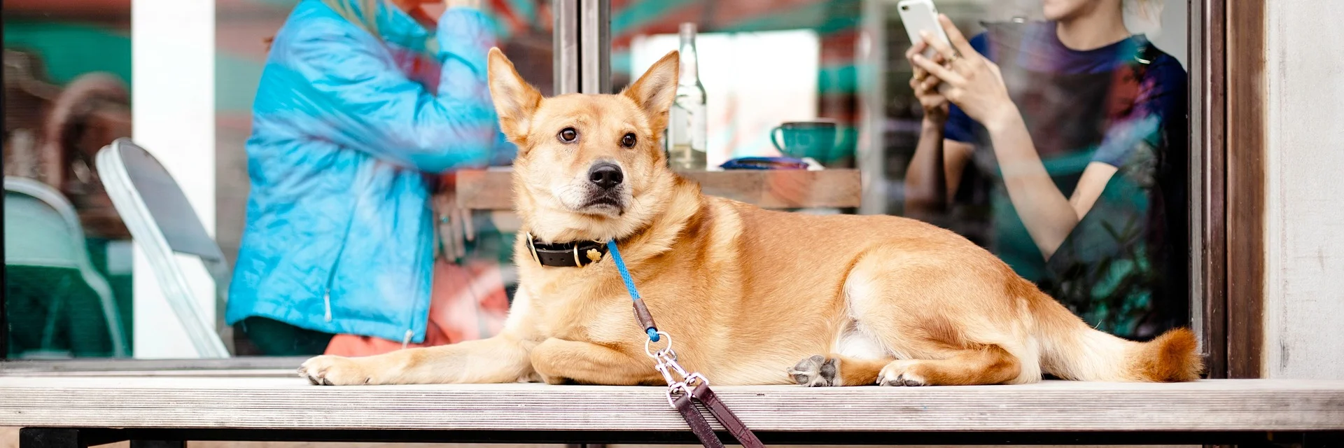 Dog 2588014 1920 1
