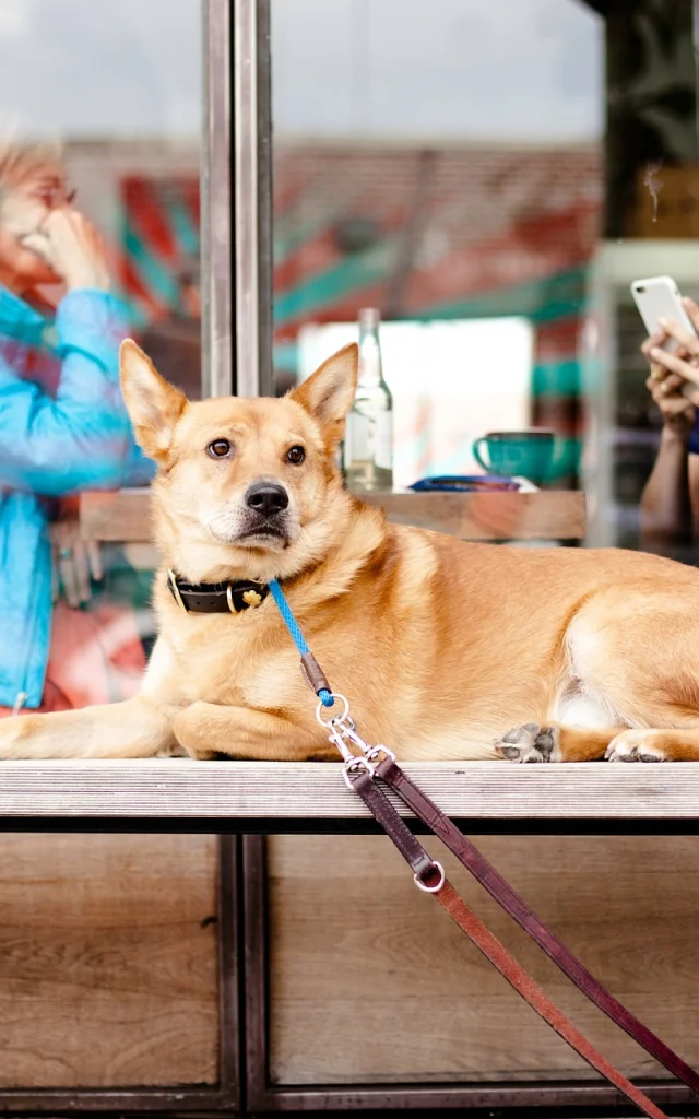 Dog 2588014 1920 1