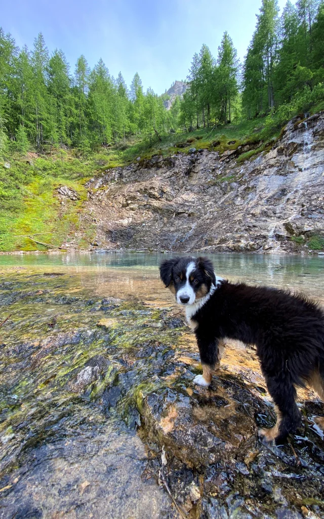 Cascade De La Gouille De Salin Avec Chien2 Violette Staehle