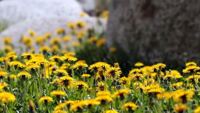 Dandelion 3494398 1280