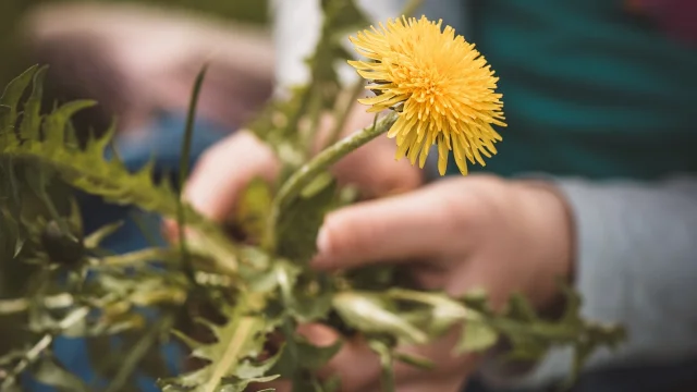 Dandelion 7263328 1920