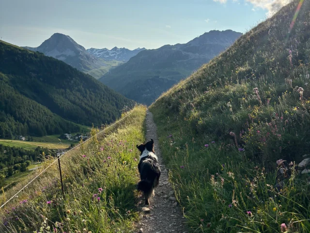 Sentier Balcon En Ete Avec Chien