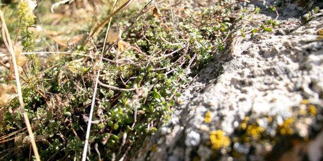 Franck walk @esther Vittot 7